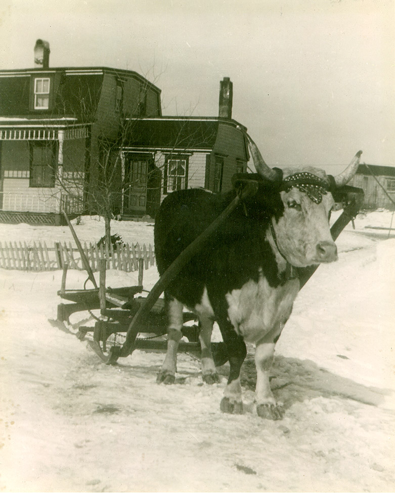 communityalbums - Ox With Bobsled, Seaforth