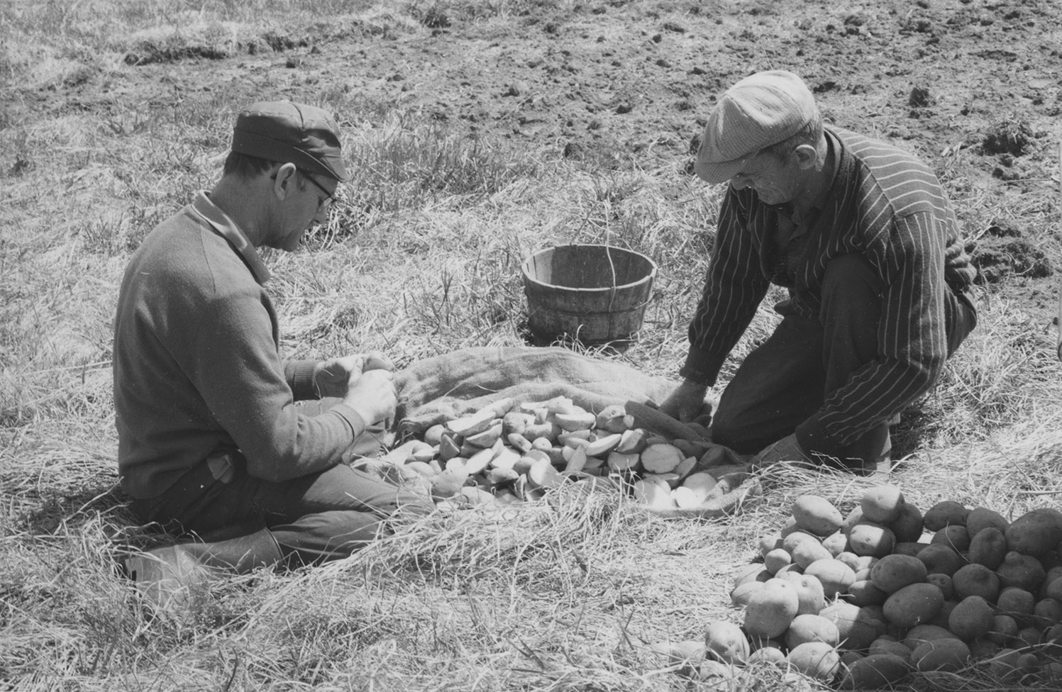 communityalbums - Bernard Saulnier and Herbie Saulnier prepare to plant their potatoes, Meteghan River, NS