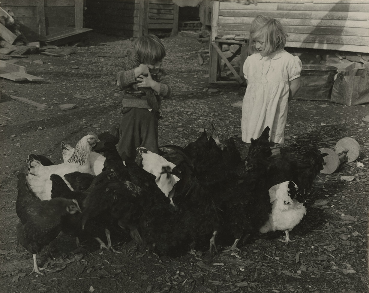 communityalbums - Kids playing with hens on the family farm