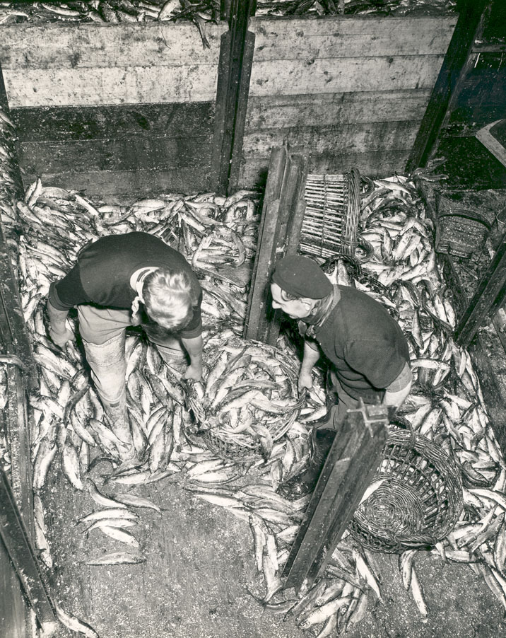Unloading record catch of herring at Cheticamp