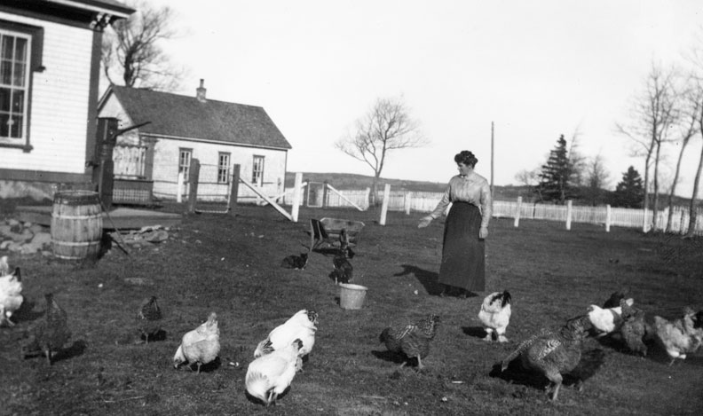Miss Tomkins and hens, Guysborough, N.S.
