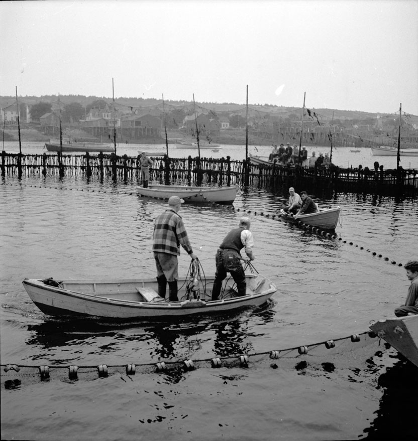 Catching a harpooned tuna in a herring weir. Westport. August, 1950