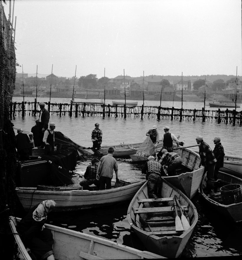 Scooping herring from a purse-seine net in a weir. Westport. August, 1950