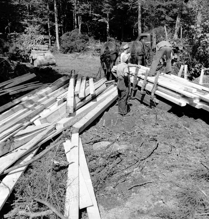Loading a sledge with lumber for construction of the new Arnold Marshall contract sawmill on Chub Lake, August, 1950