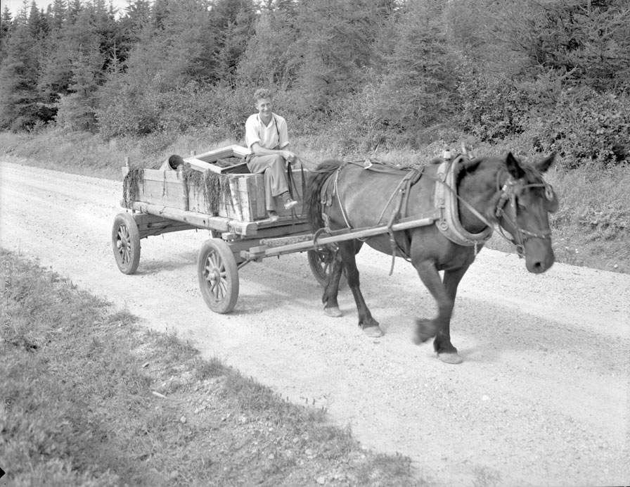 Doucetteville farmer using horse and wagon to carry seaweed from St. Mary's Bay at Barton to his fields six miles from the tide water. Near Doucetteville; August, 1950