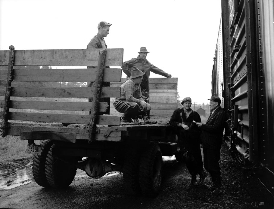 Christmas trees being loaded into box car for shipment to Bronx terminal, New York City. Bear River, CPR Station. November 1950.