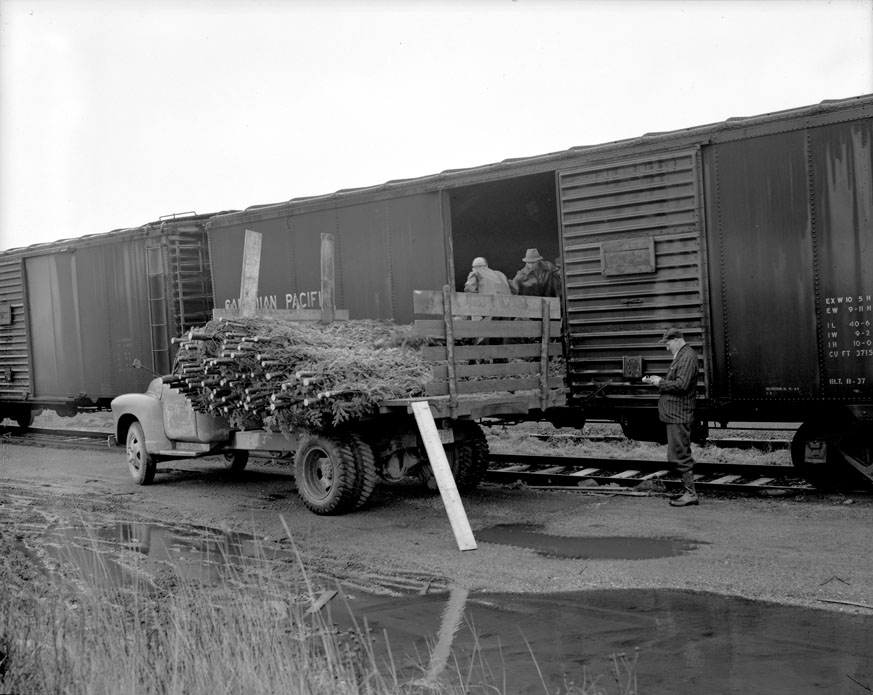 Christmas trees being loaded into box car for shipment to Bronx terminal, New York City. Bear River, CPR Station. November 1950.