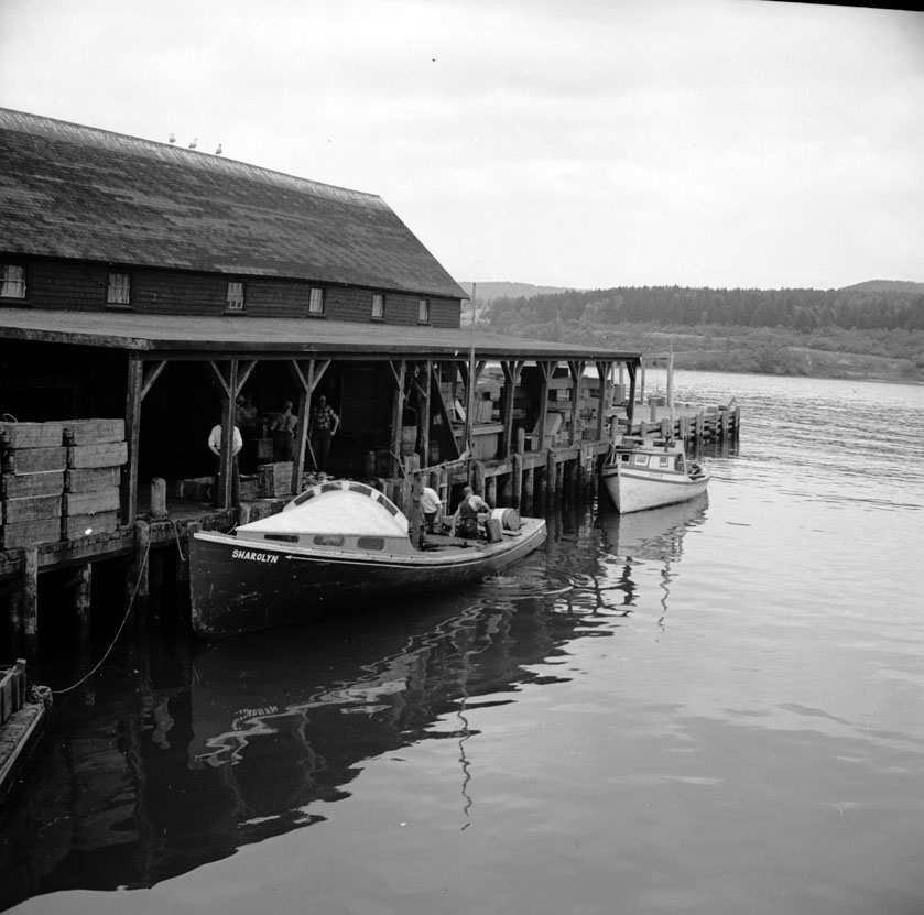 collier : Victoria Beach fishing boats unloading at the National Maritime Fish Company. August 1951.