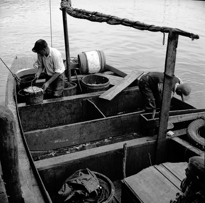 collier : A  Victoria Beach trawler tied up to the wharf of the National Maritime Fish Company. August 1951.
