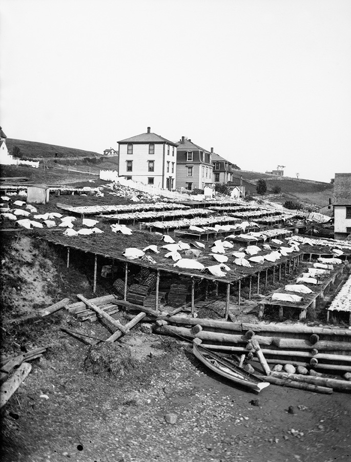 View of fish drying on flakes, Lunenburg