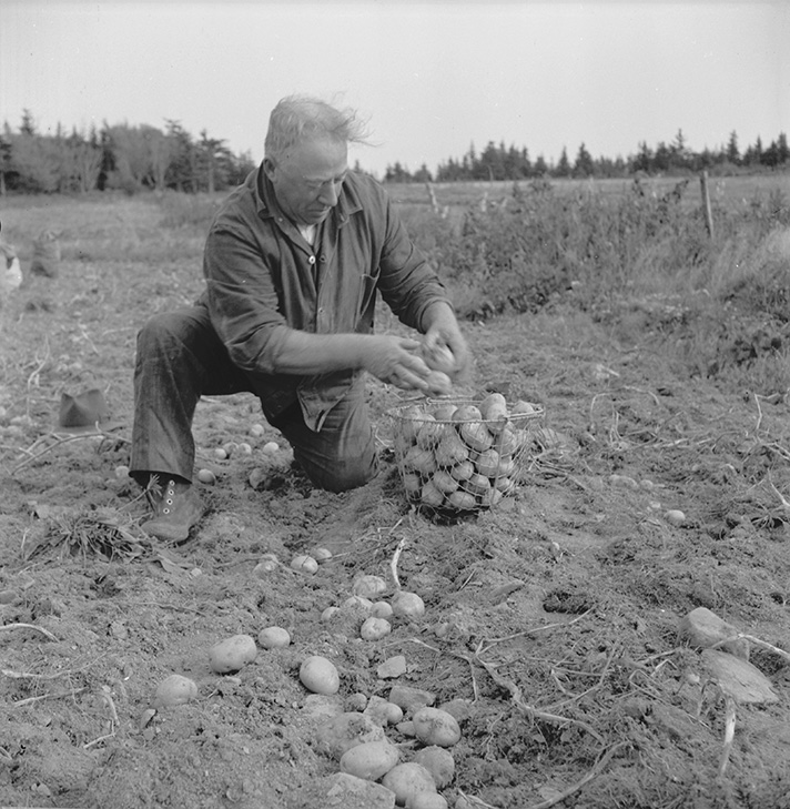 Farmer-fisherman, Nicholas Doucette, harvesting his potatoes