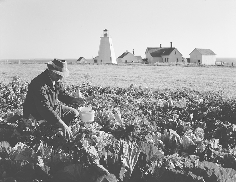 Marc Frontain, lighthousekeeper, harvesting peas from his garden