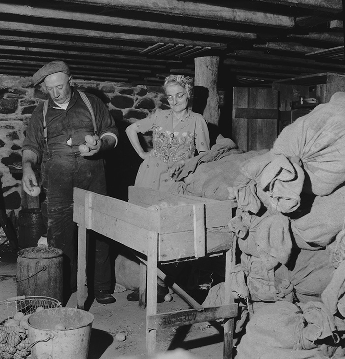 Nicholas Doucette, farmer-fisherman, and his wife, sorting potatoes in the basement of their home