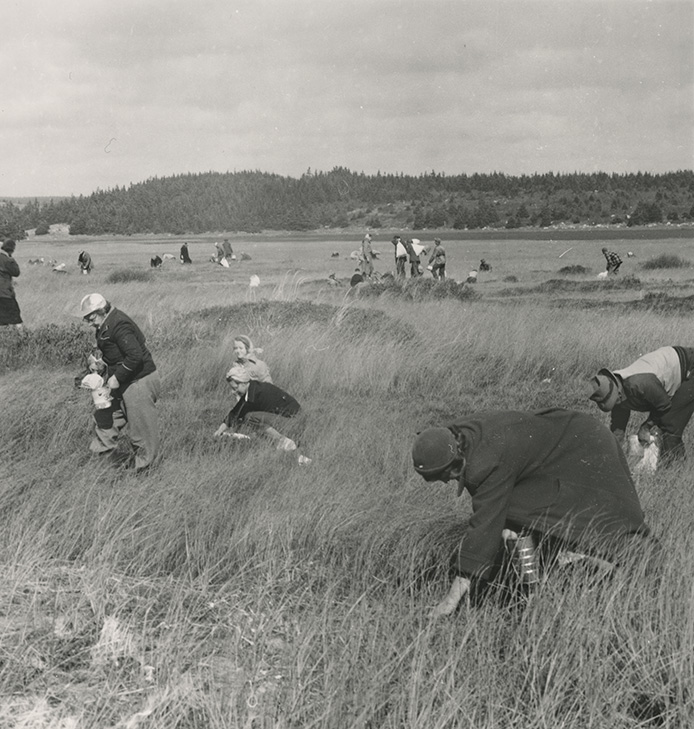 Cranberry Pickers, Clam Harbour