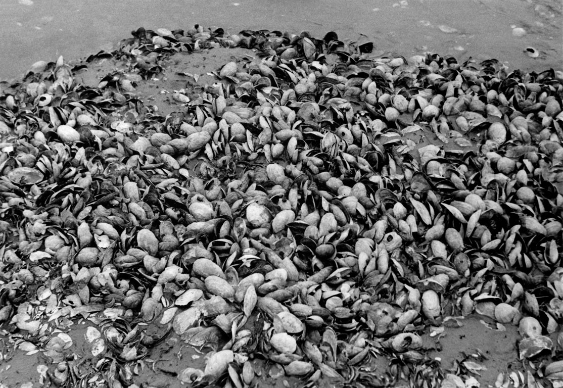 Clam shells on the beach