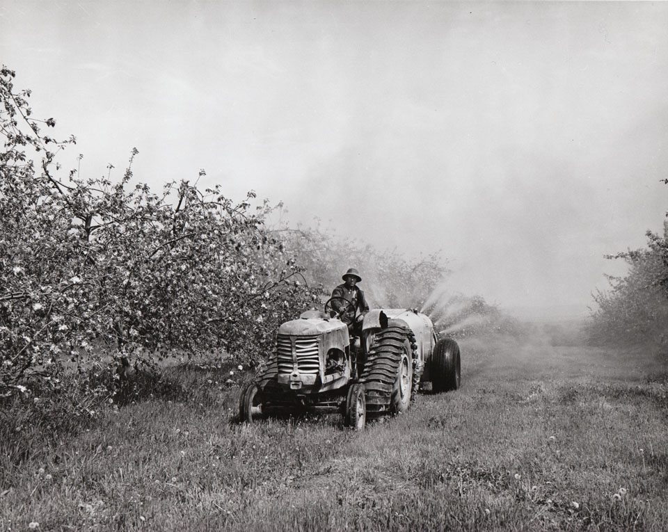 Spraying apple blossoms, near Wolfville