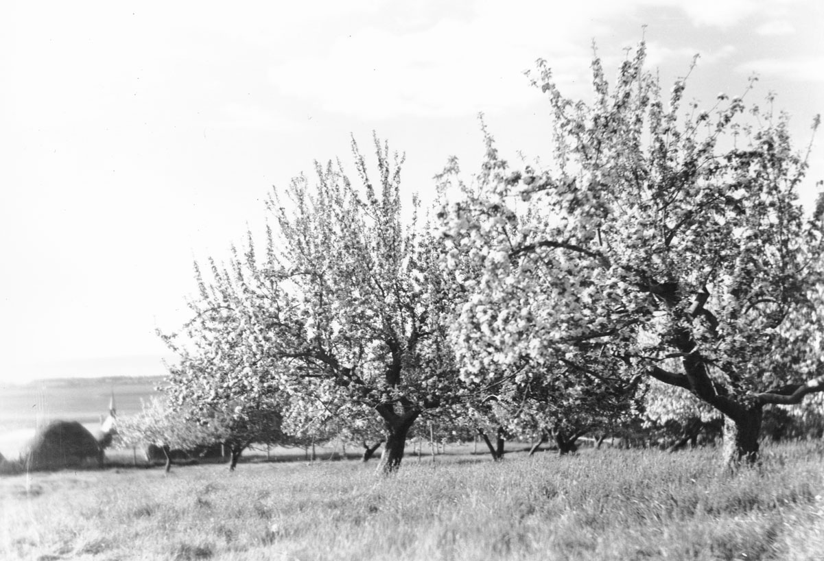 macaskill : Apple orchard in bloom, Grand Pre Memorial Church in distance