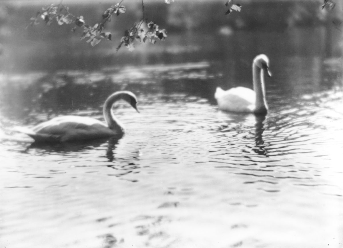 macaskill : Swans, Public Gardens, Halifax, NS