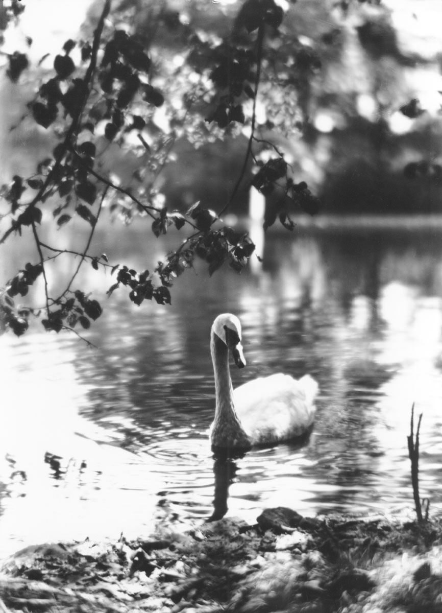 macaskill : Swan in pond, Public Gardens, Halifax, NS