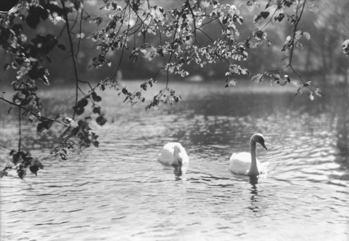 macaskill : Swans, Public Gardens, Halifax, NS