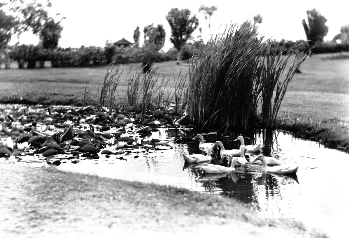 macaskill : Ducks in lily pond, Public Gardens, Halifax, NS