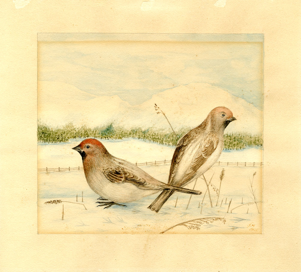 Winter Sparrows / Red Polls / Two Types (males life size)