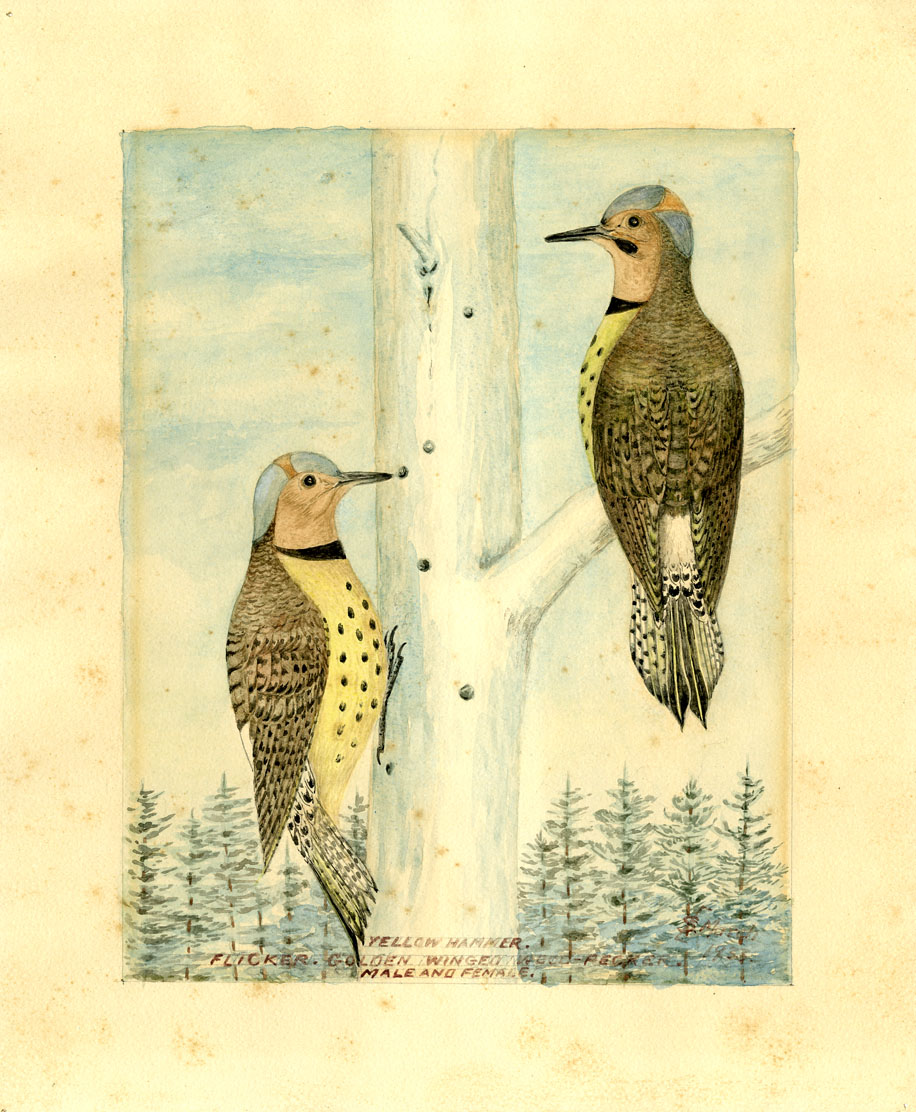 Yellow Hammer / Flicker / Golden Winged Woodpecker (male and female)