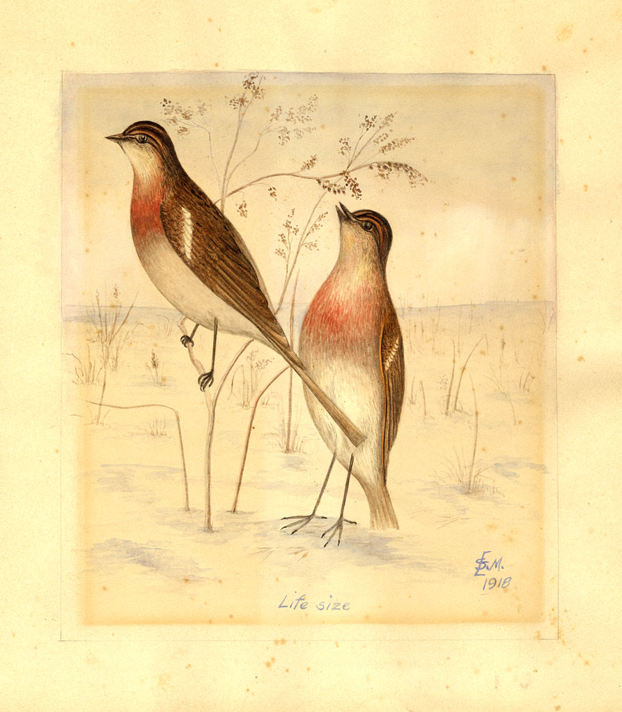 Unidentified Birds (life size)