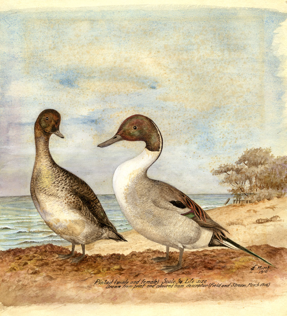 Pintail (male and female, scale 1/4 life size)