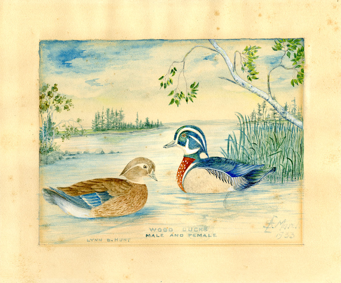 Wood Ducks (male and female)