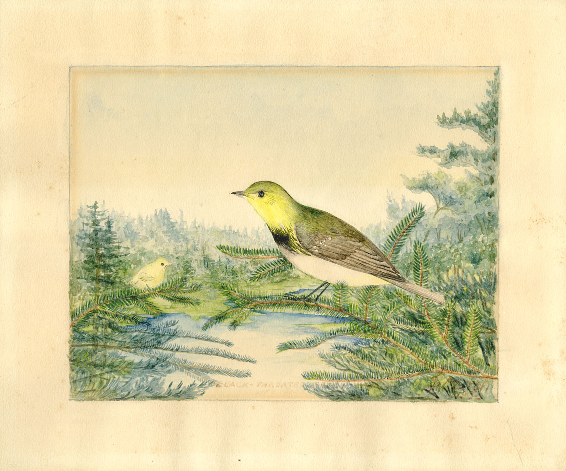 Black-Throated Green Warbler (life size)