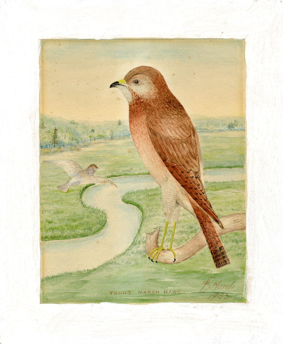Young Marsh Hawk