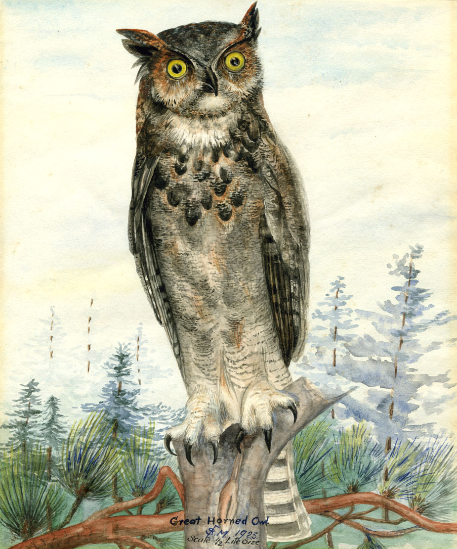 Great Horned Owl (scale 1/2, life size)