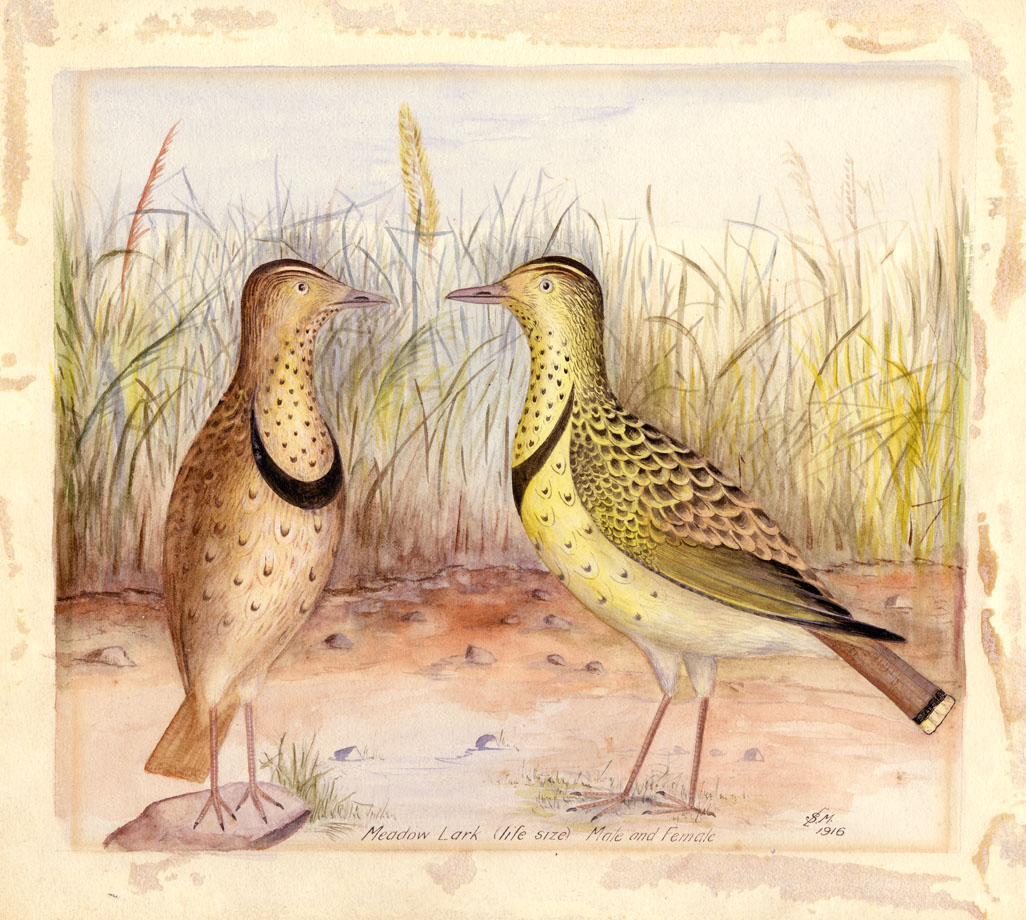 Meadow Lark (life size, male and female)