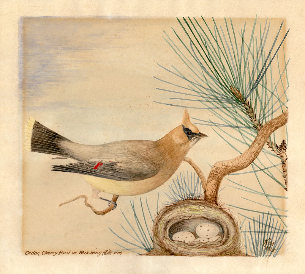 Cedar, Cherry Bird or Wax-Wing (life size)