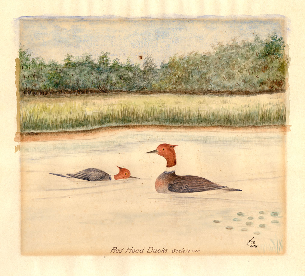 Red Head Ducks (scale 1/4 size)
