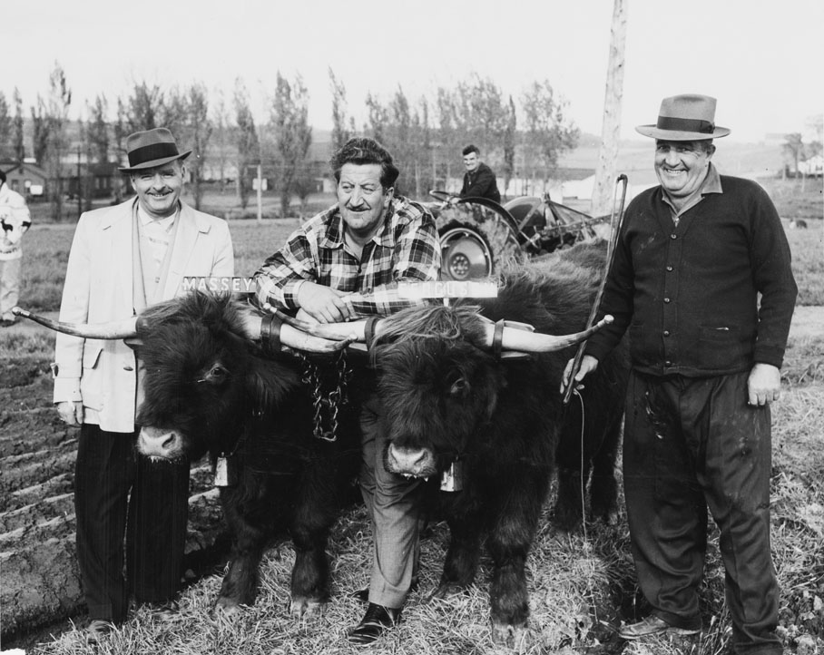 Don Messer and Charlie Chamberlain with Ainsworth Burgess and oxen, 'Massey' and 'Ferguson', Windsor, N.S.