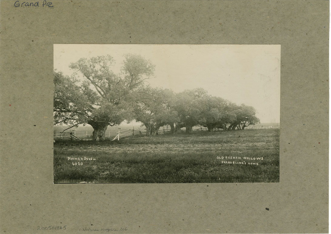 Places: Grand Pre, Kings Co.: General View: Old French Willows Evangeline's Home