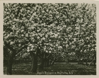 photocollection : Places: Grand Pre, Kings Co.: General View: Apple Blossoms, Wolfville