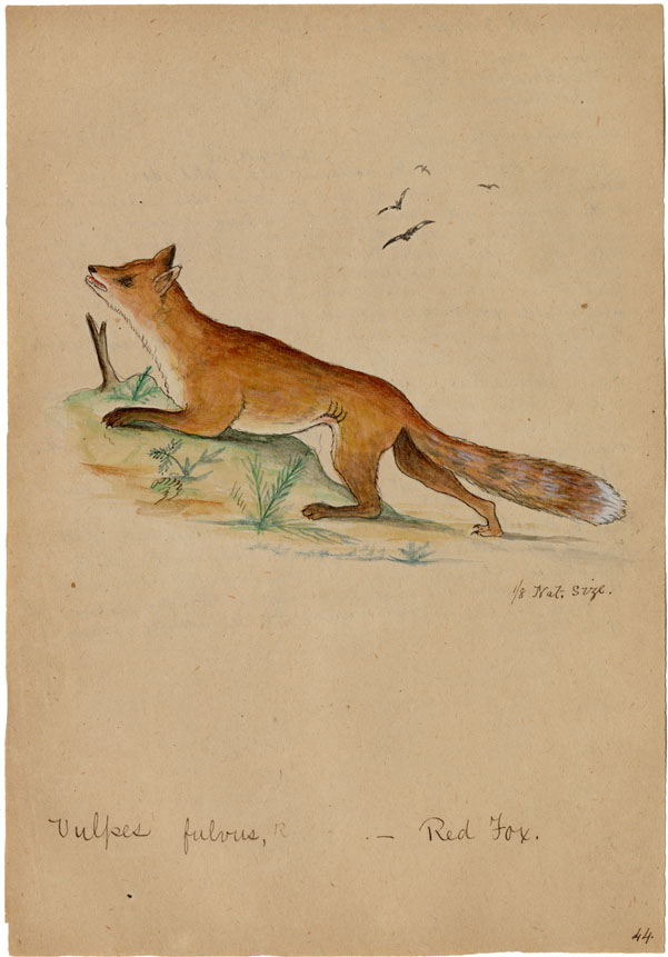 Artwork, Paintings, and Prints: Portfolio of water-colour drawings of animals with scientific data: Red Fox: numbered as 44