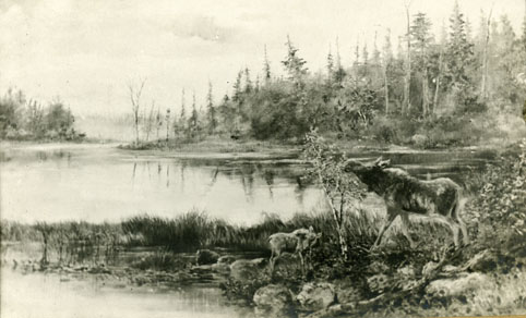 ''Cow Moose and Calf on Edge of a Nova Scotia Lake''