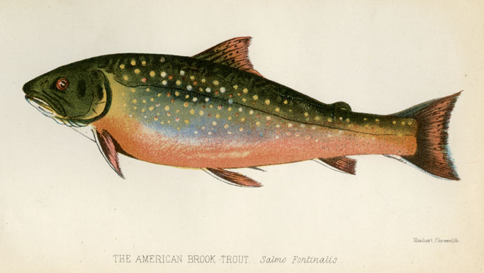 What Attracted Their Interest -- ''The American Brook Trout''